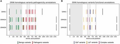 Identification of homologous GluN subunits variants accelerates GRIN variants stratification